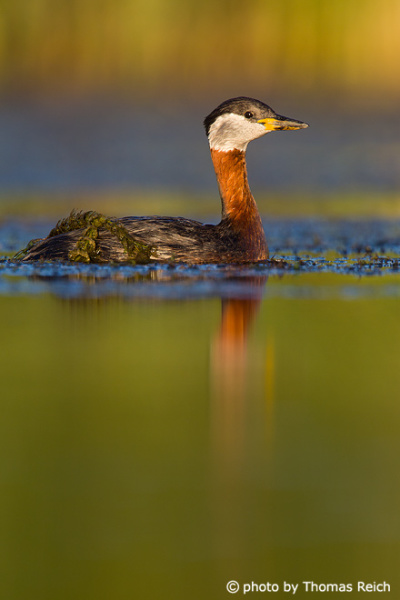 Red-necked Grebe in portrait format