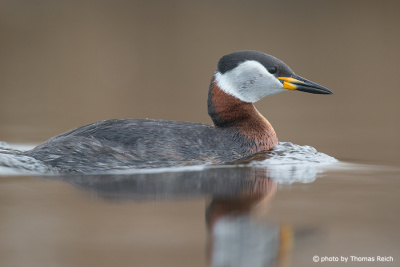 Red-necked Grebe in Mecklenburg, Germany