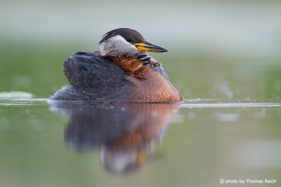 Red-necked Grebe hiding in plumage