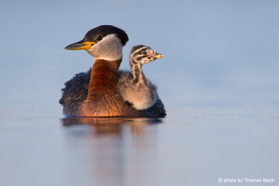 Adult Red-necked Grebe with baby
