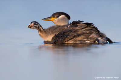 Red-necked Grebe with chick on back