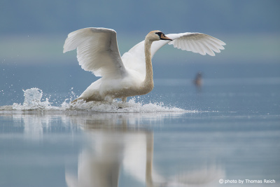 Mute Swan landing after flight