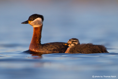 Red-necked Grebe swimms with juvenile