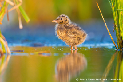 Black-headed Gull baby in the reeds
