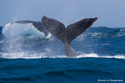 Buckelwale schlagen mit Schwanzflossen auf Wasseroberfläche