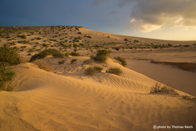 Wüstenartig Dünen Risco del Paso Fuerteventura