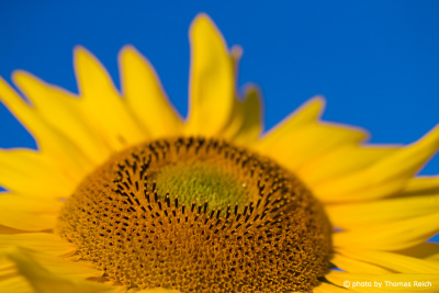 Sonnenblumen Öl