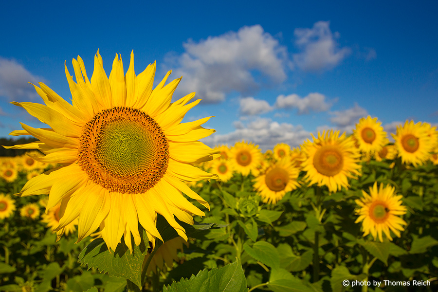 Sonnenblumenfeld Fotos