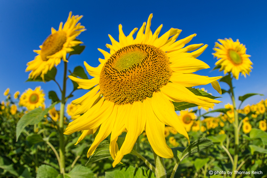 Sonnenblumen in Deutschland