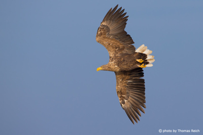 Fast flying White-tailed Eagle
