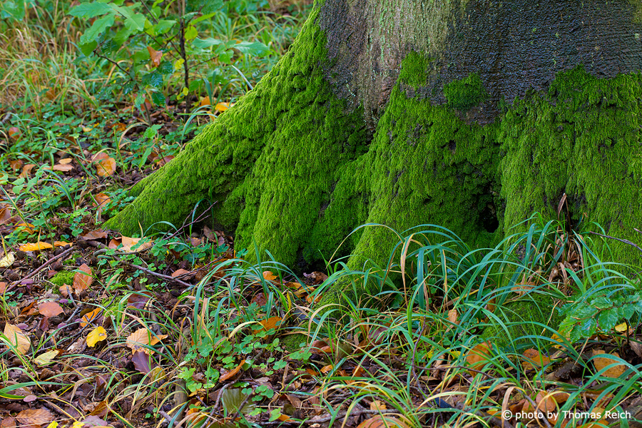 Blätter und Gräser auf Waldboden