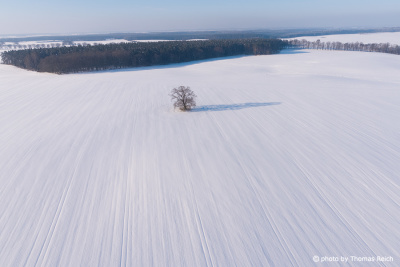 Baum in Schneelandschaft aus der Luft