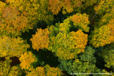 Beautiful fall trees drone shot