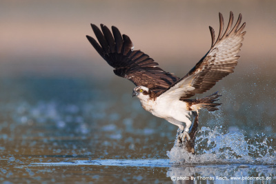 Atemberaubende Aufnahmen eines jagenden Fischadlers