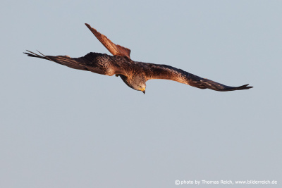 Red Kite bird view from above