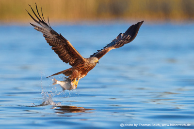 Red kite catches fish to eat
