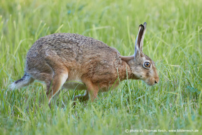 European Hare female