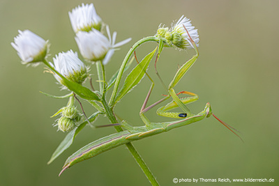 Hanging green praying mantis insect