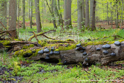 Umgestürzter Baum mit Pilzen