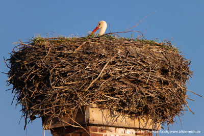 White stork sits in its eyrie