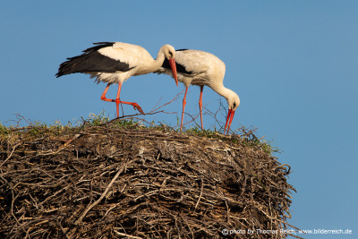 Storks repair their nest eyrie