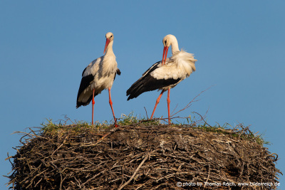 White stork at plumage care