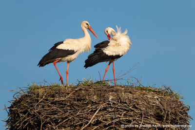 Stork breeding plumage care