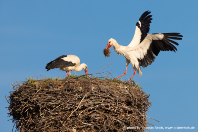 White stork bringing nest materials