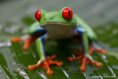 Red-eyed Treefrog Costa Rica
