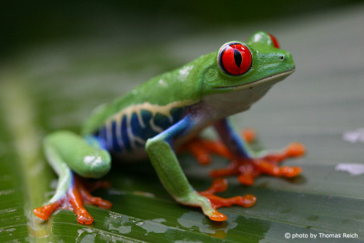 Red-eyed Treefrog Rainforest