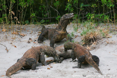 Komodo dragons eating, Indonesia