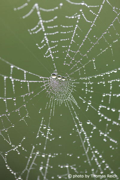 Spinnennetz Fäden