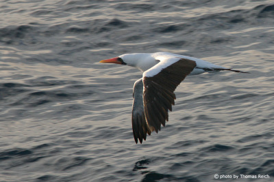 Nazca Booby flying and foraging