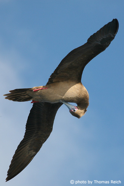 Red-footed Booby cleaning plumage in flight