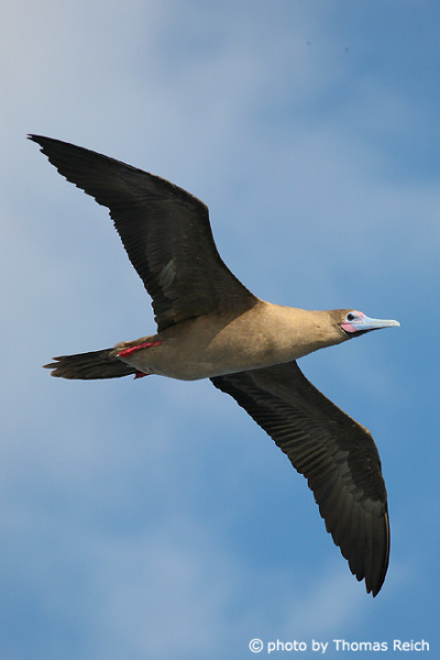 Red-footed Booby in South Amercia