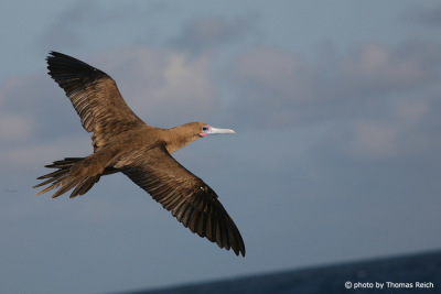 Red-footed Booby flying over the ocean