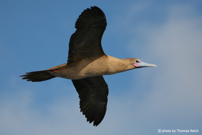 Red-footed Booby flying