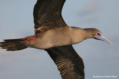 Red-footed Booby bird appearance