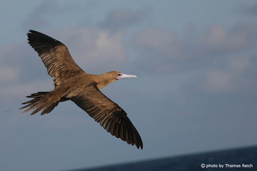 Red-footed Booby flying over the ocean