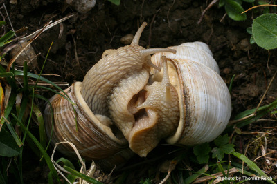Burgundy Snail mating