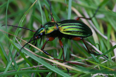 Grünlich-schwarz schimmernder Käfer im Gras