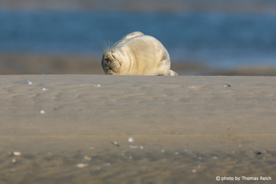 Schlafender Seehund am Strand, Amrum