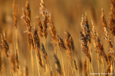 Gräser im goldenen Herbst Licht, Amrum