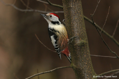 Middle Spotted Woodpecker habitat