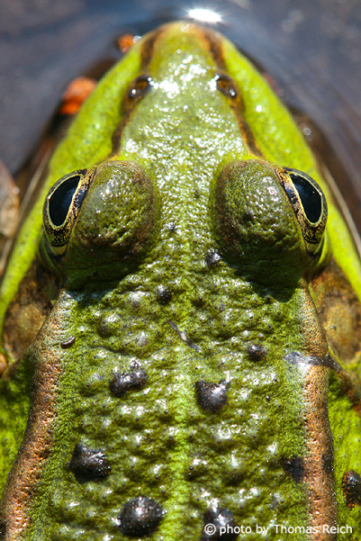 Edible Frog head