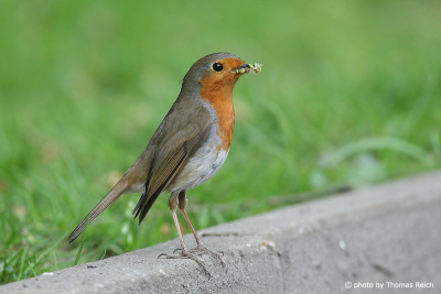 Robin Redbreast with insect in beak
