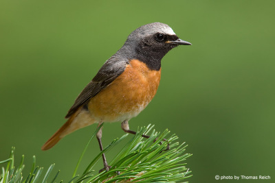 Appearance Common Redstart tail