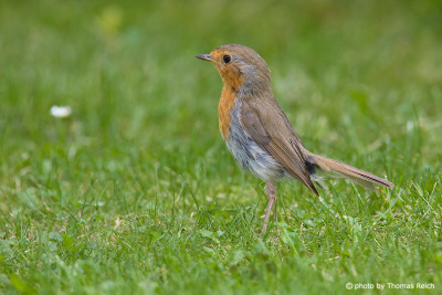 Robin Redbreast stands on grass