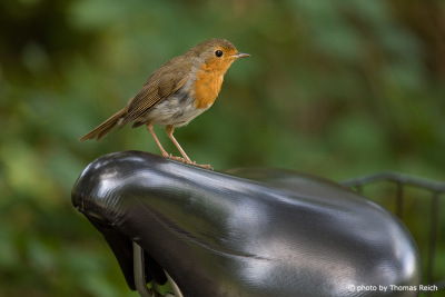 Robin Redbreast sits on bicycle saddle
