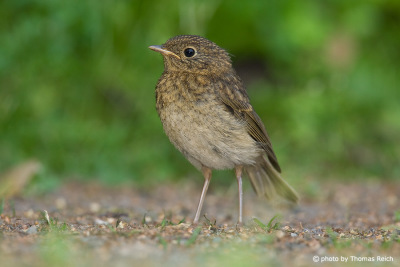 Young Robin Redbreast